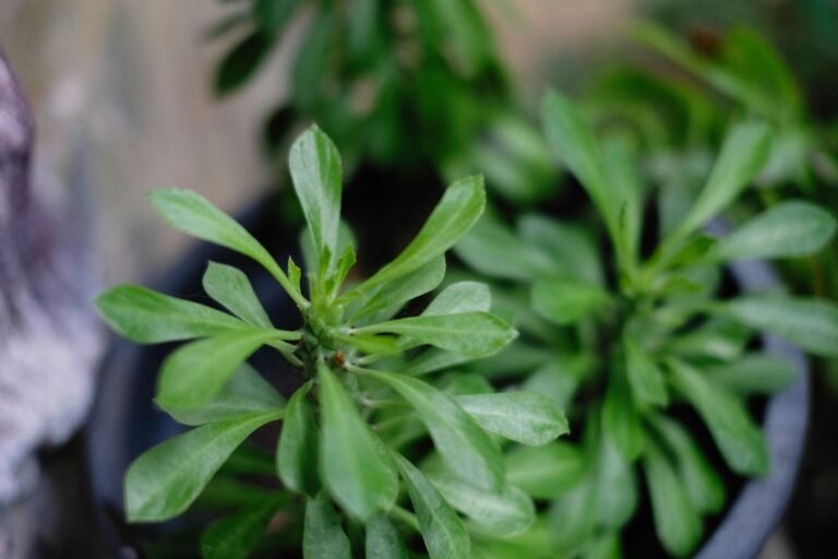 Garafie: The Ultimate Guide to Features, Benefits, and Future Potential Garafie